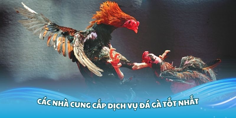 Tổng hợp các nhà cung cấp dịch vụ đá gà tốt nhất