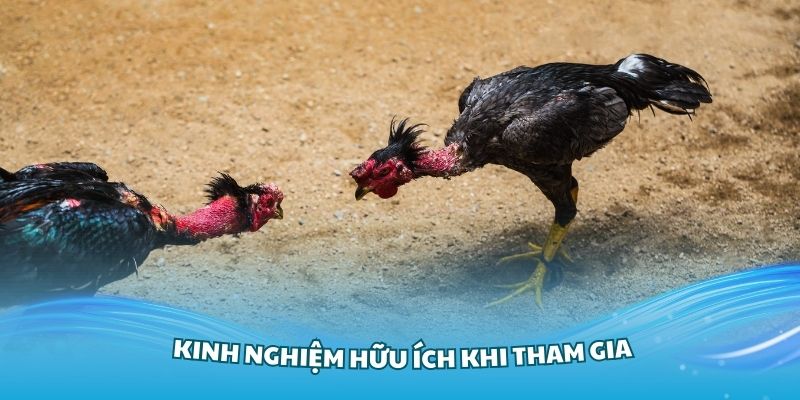 Những kinh nghiệm hữu ích khi tham gia sảnh đá gà 188Bet